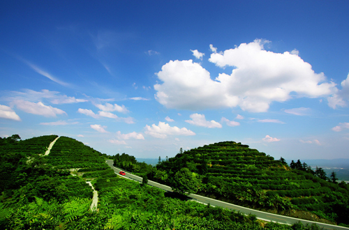 茶山竹海—重庆永川